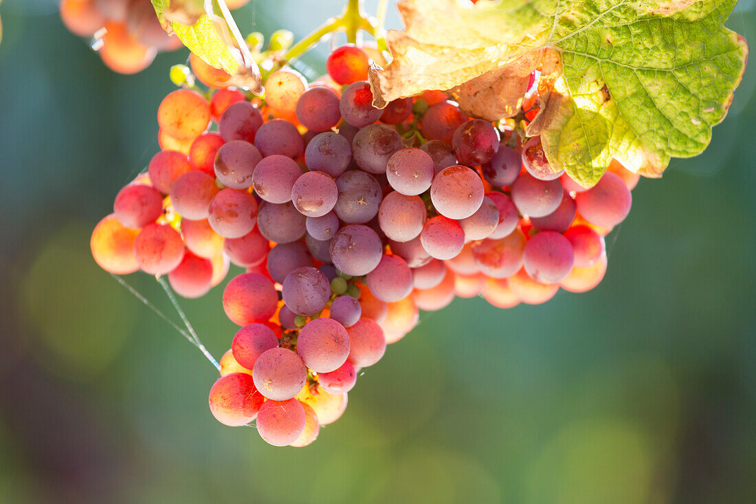 Grapes on the vine