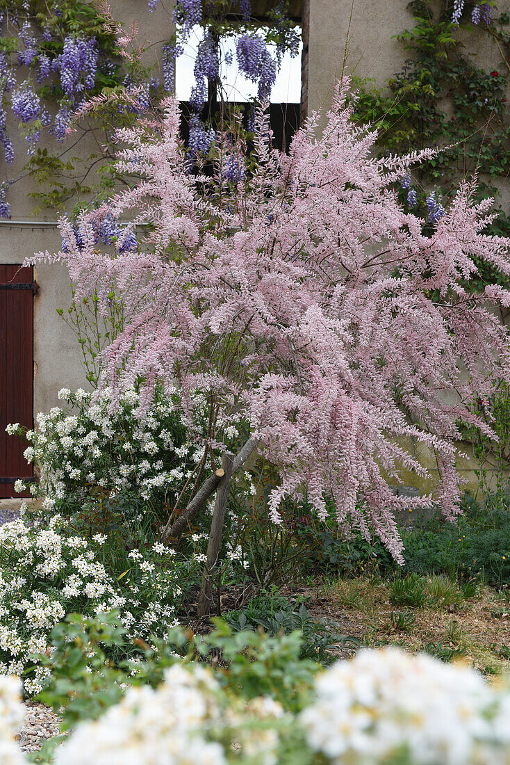 Tamarix tetrandra