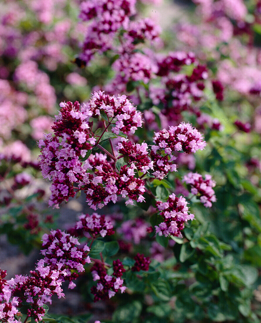 Origanum 'Rosenkuppel'