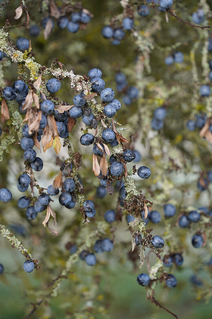 Schlehenbeeren (Prunus Spinosa) am Strauch, Schwarzdornfrüchte