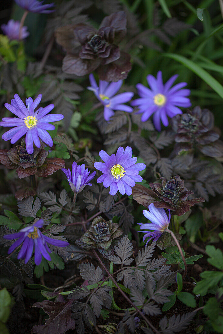 Ray anemone (Anemone blanda) 'Blue Shades' between leaves of the purple meadow chervil 'Ravenswing' (Anthriscus)