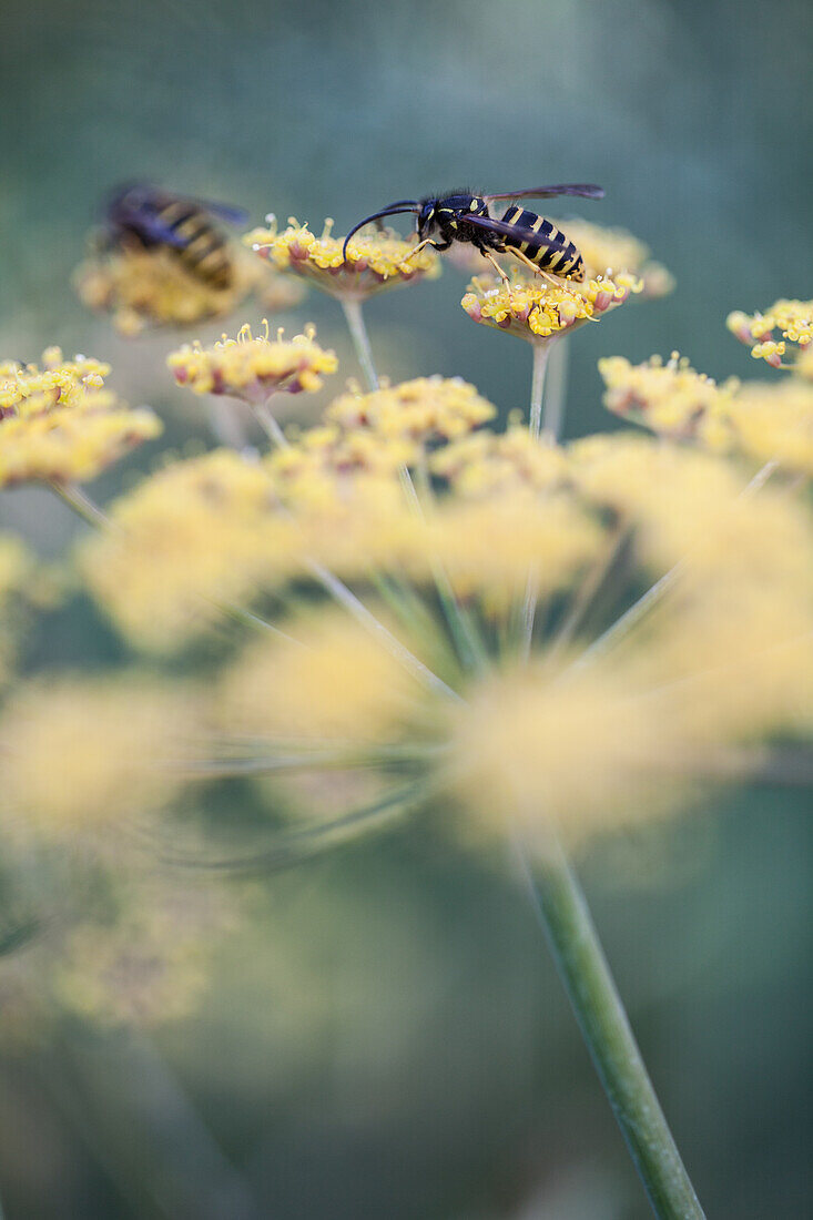Fennel 'Purpureum' (Foeniculum vulgare) with wasps