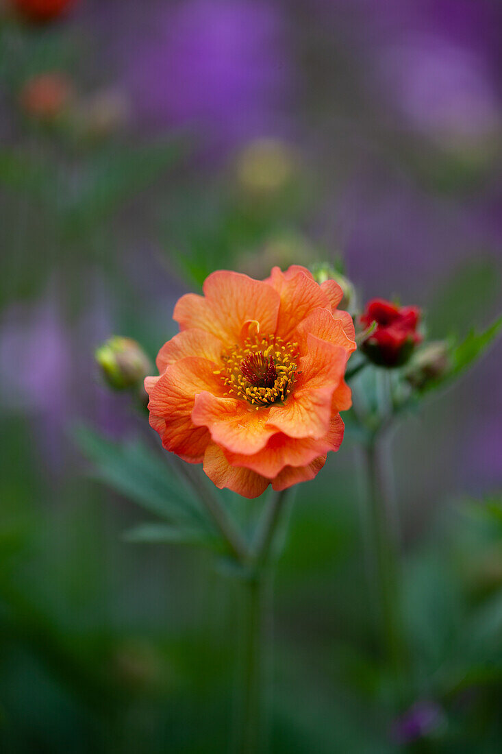 Carnation root (Geum) 'Totally Tangerine' in the garden