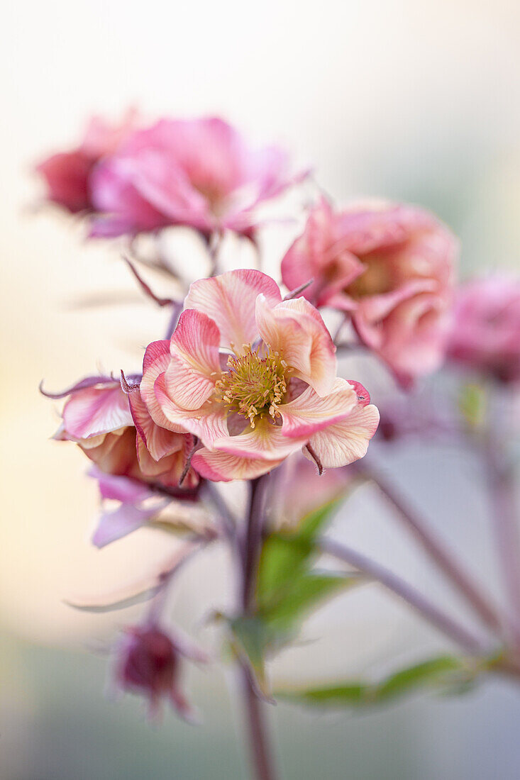 Pink flowers of the carnation root (Geum) 'Tempo Rose', portrait