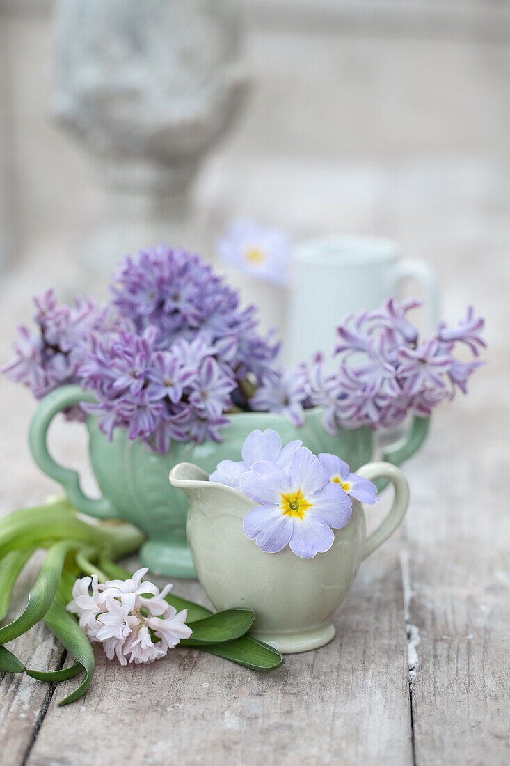 Arrangement with primroses (Primula) and hyacinths (Hyacinthus) on a wooden base