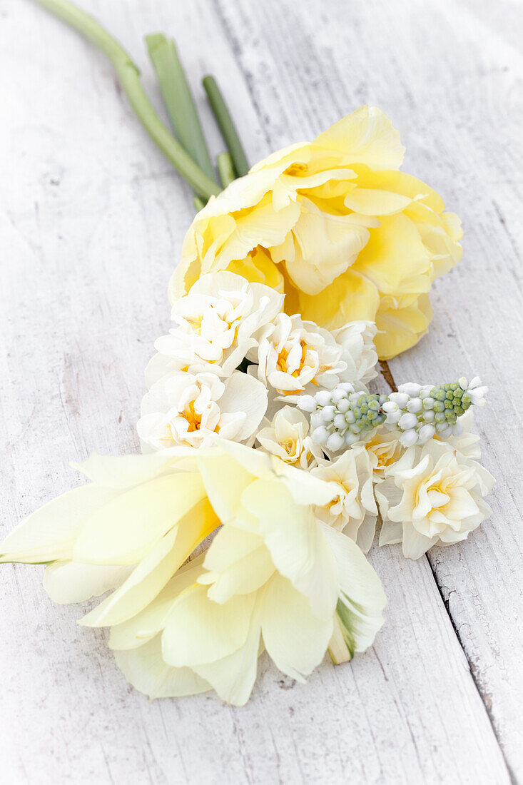 Spring bouquet with tulips 'Exotic Emperor' and daffodils 'Bridal Crown'