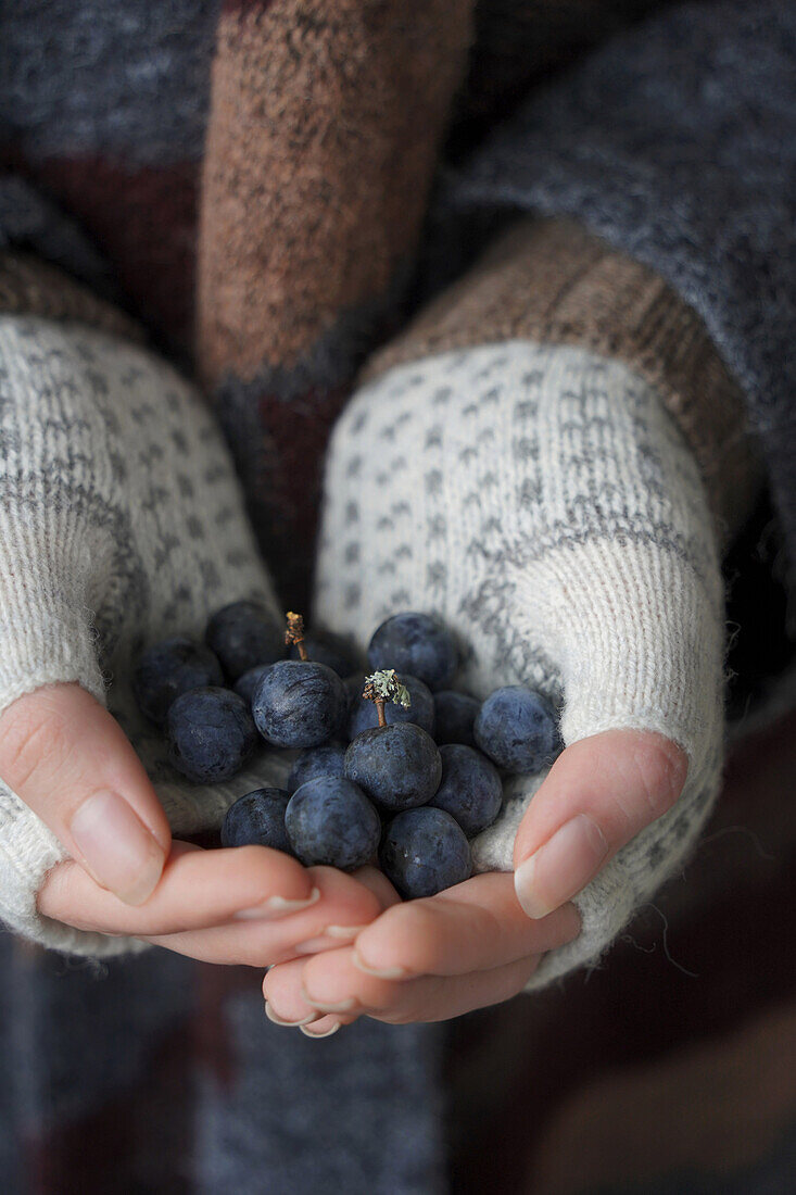 Hände mit Handschuhen halten frisch geerntete Schlehen  (Prunus Spinosa)