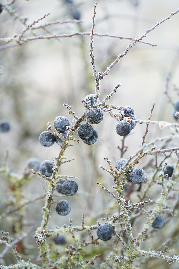 Schwarzfrüchtiger Schlehdorn (Prunus spinosa) mit Rauhreif bedeckt