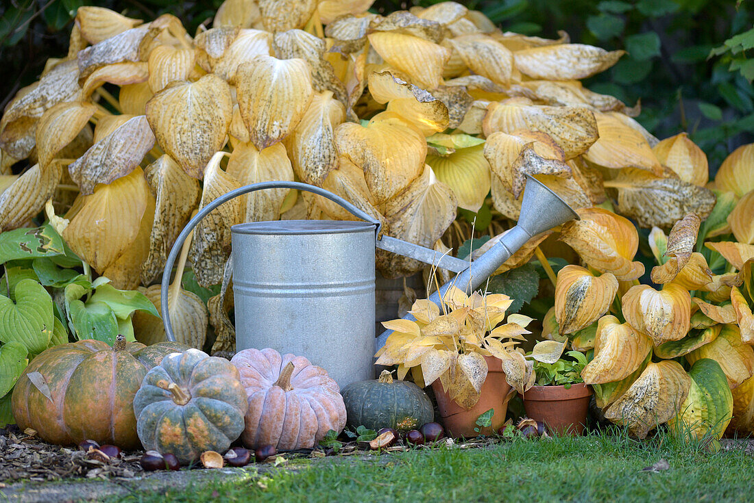Herbstliches Gartenbeet mit Hosta (Funkie) und Kürbissen neben Gießkanne