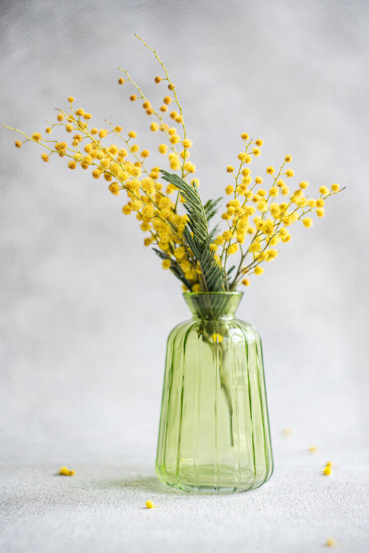 Glass vase with mimosa branches (Acacia dealbata) on a grey background