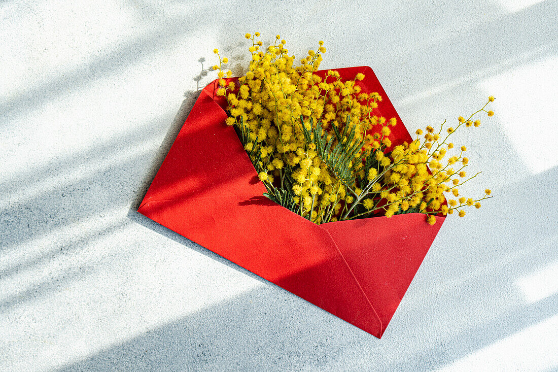Gelbe Mimosen (Acacia dealbata) im roten Umschlag auf Betonoberfläche