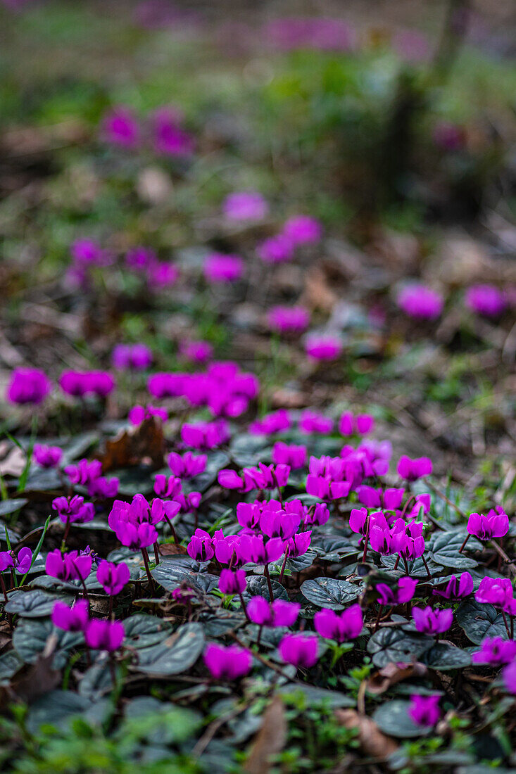 Spring awakening with purple cyclamen (Cyclamen purpurascens) in the forest