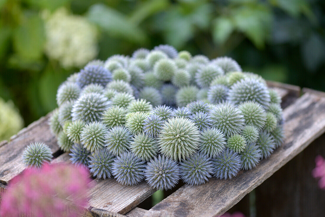 Wreath of globe thistles (Echinops), attached to a foam ring on a wooden crate