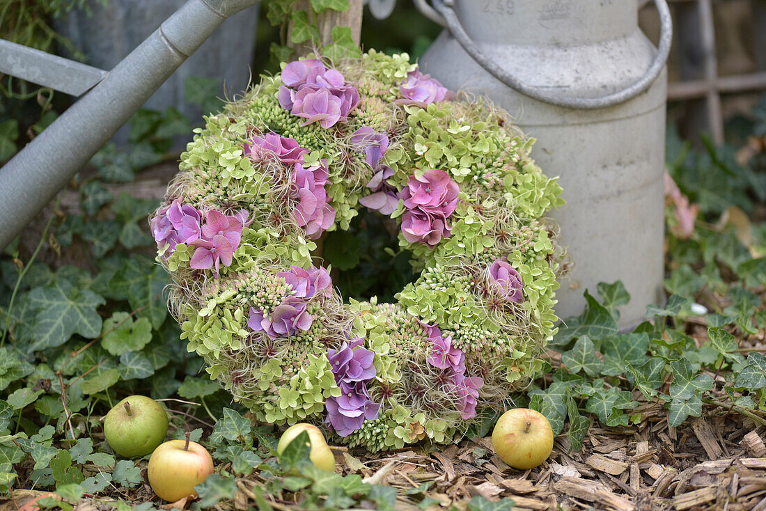 Autumn wreath with hydrangeas (Hydrangea), stonecrop (Sedum) as garden decoration