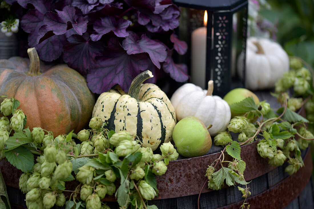 Herbstdekoration mit Kürbissen, Hopfen (Humulus), Äpfel und Kerze auf altem Weinfass