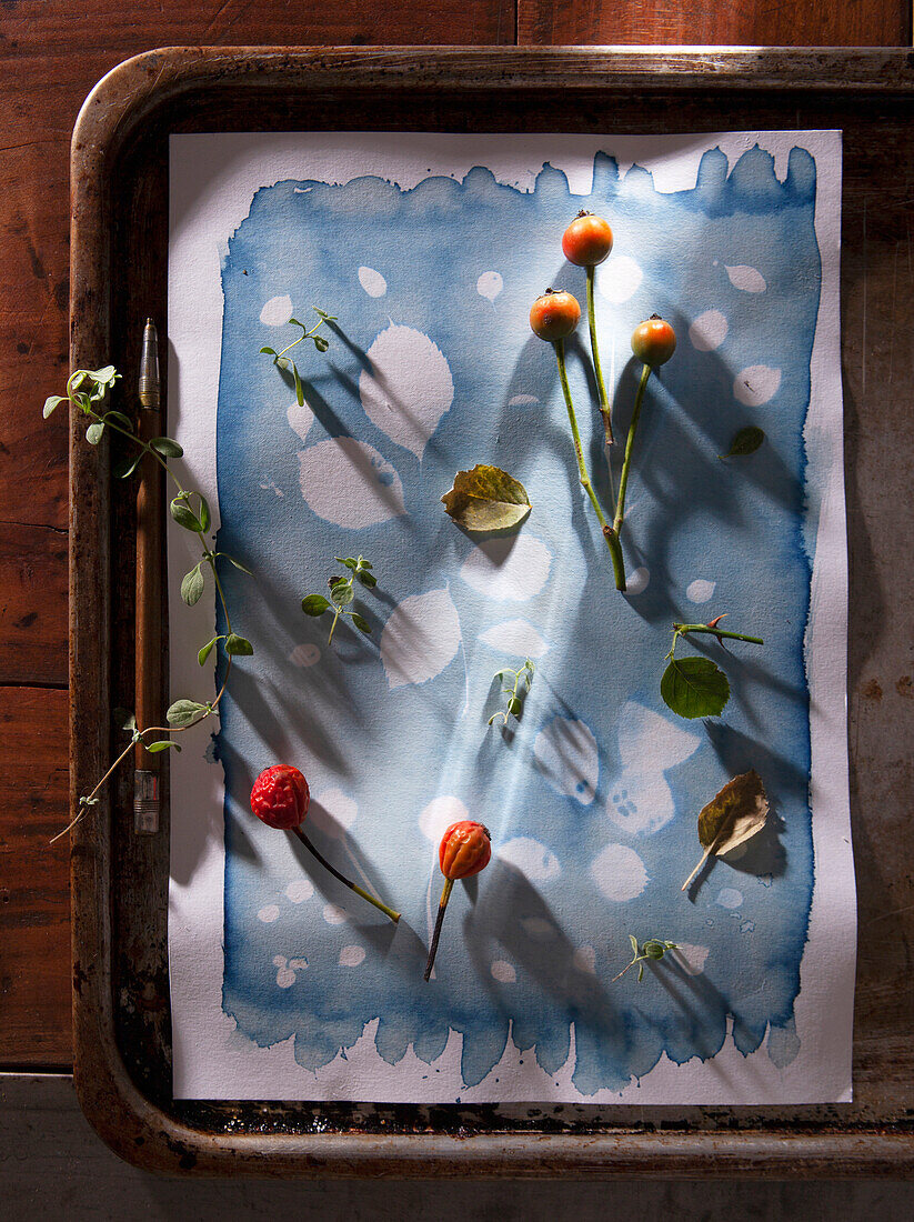 Still life with berries and herbs on cianotype paper