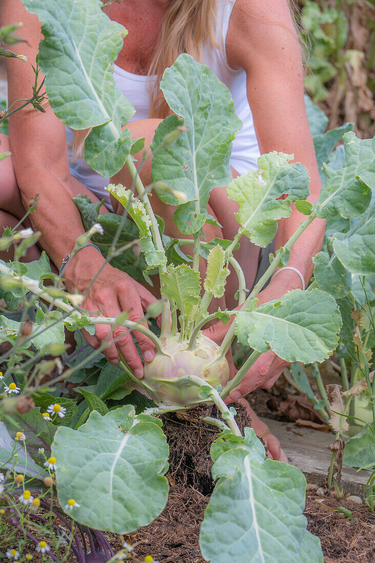 Frau erntet Kohlrabi im Beet 