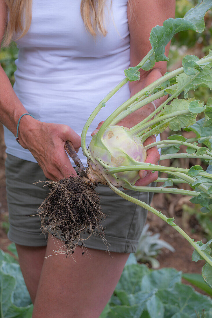 Frau erntet Kohlrabi und schneidet Wurzel ab