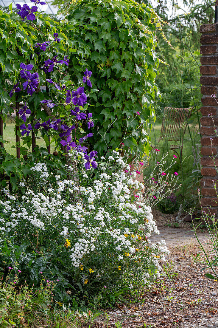 Gartenmauer und Zaun mit Waldrebe (Clematis), Kronen-Lichtnelke, Gefüllte Bertramsgarbe (Achillea Ptarmica) und hängende Jungfernrebe