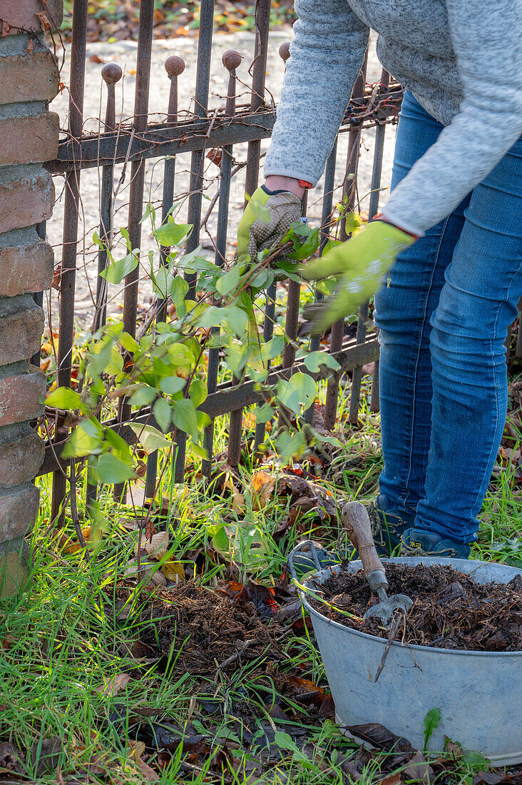 Frau bei Gartenarbeit im Herbst, Clematis (Clematis x jackmanii) einwintern