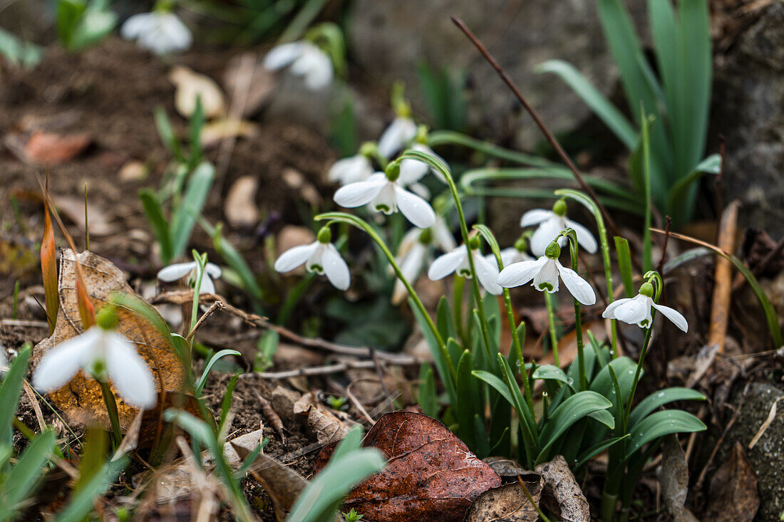 Snowdrops (Galanthus) in the spring woodland