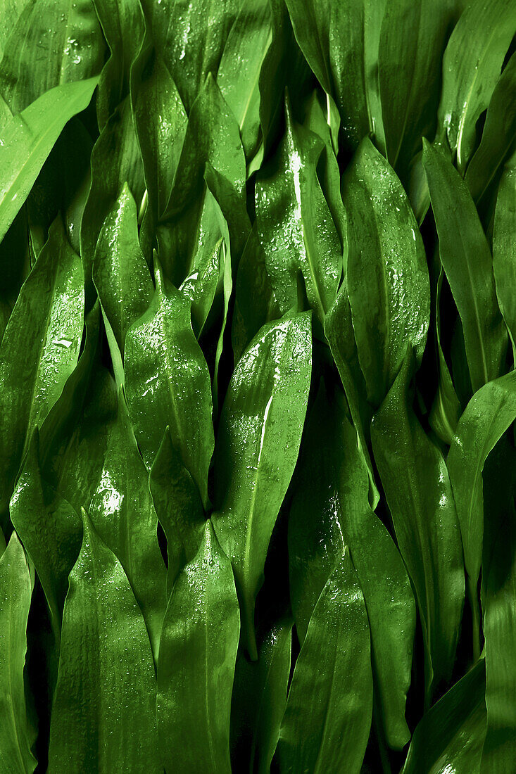 Close-up of fresh wild garlic leaves with drops of water