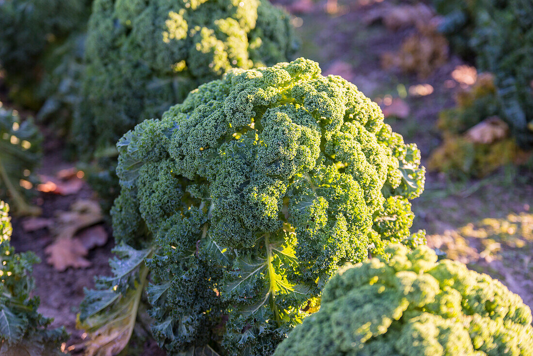 Fresh kale in the field in the sunlight