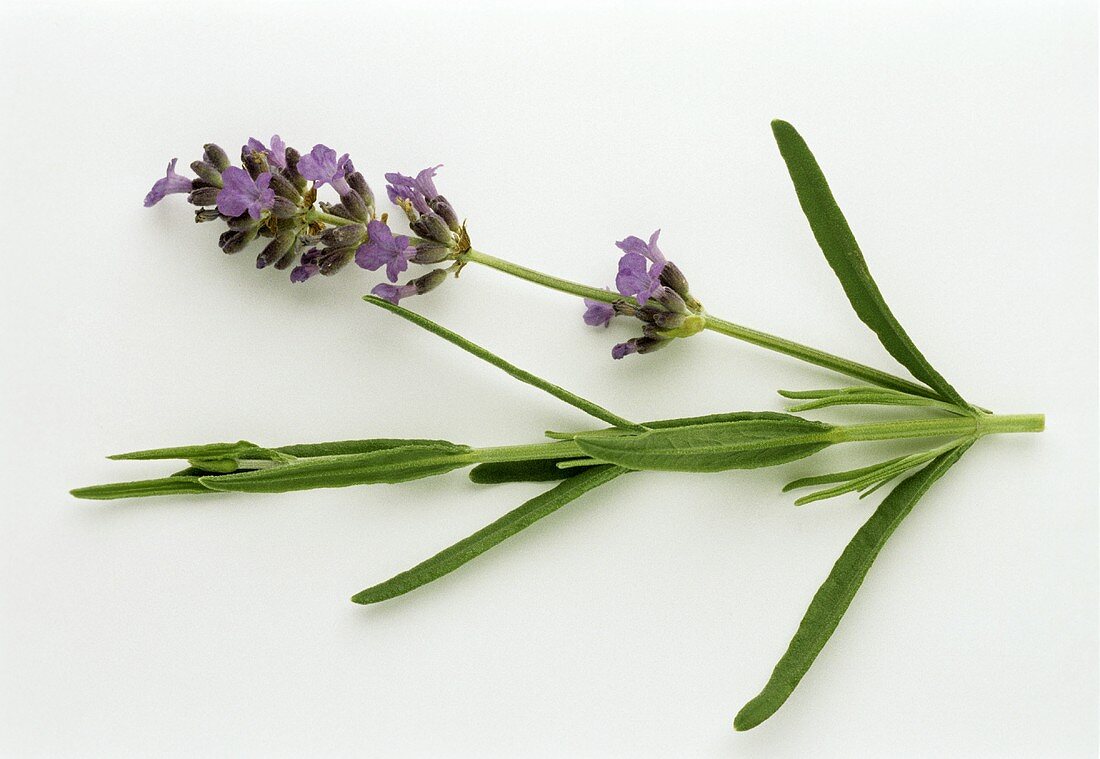 Lavendel, Zweig mit Blättern & Blüten