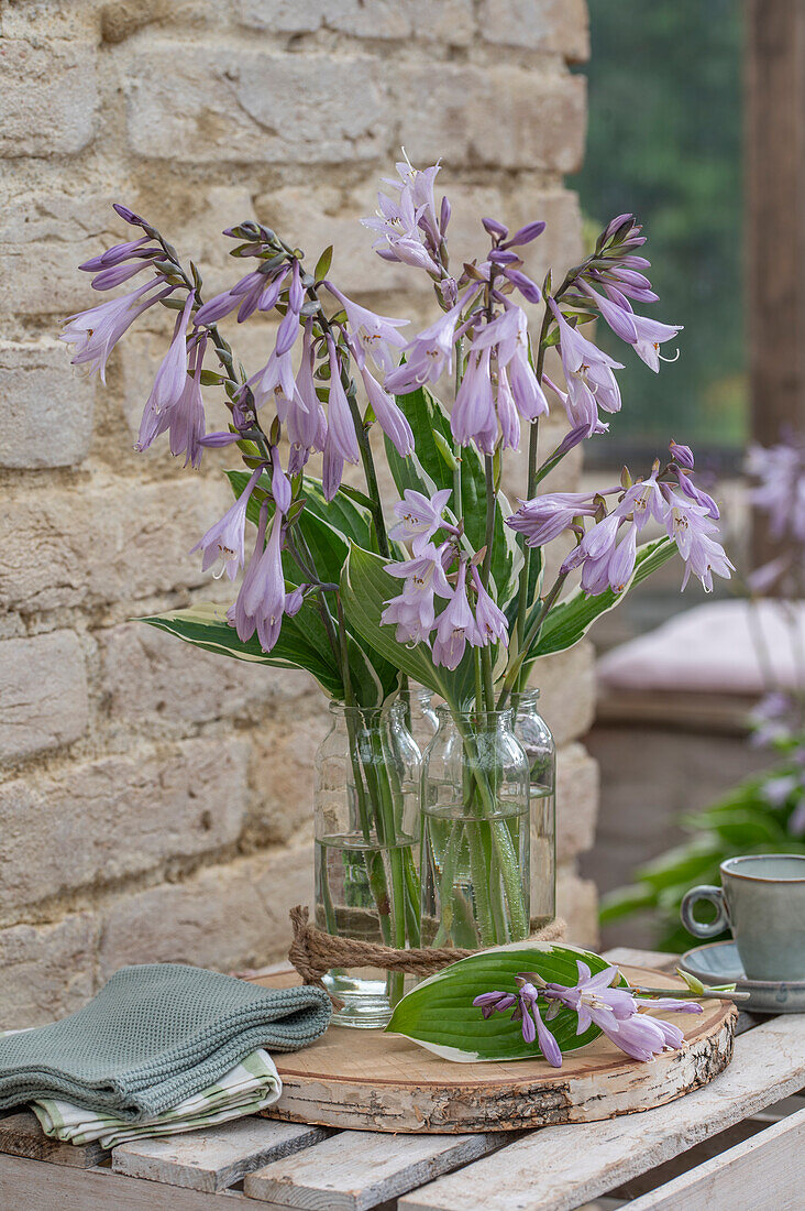 Funkie (Hosta) 'El Nino' in Vasen