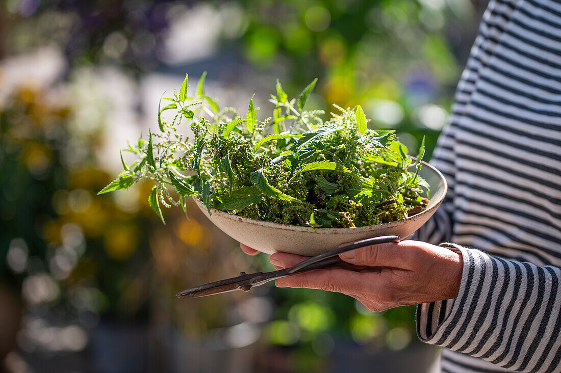 Woman carrying female nettle (Urtica) in a bowl