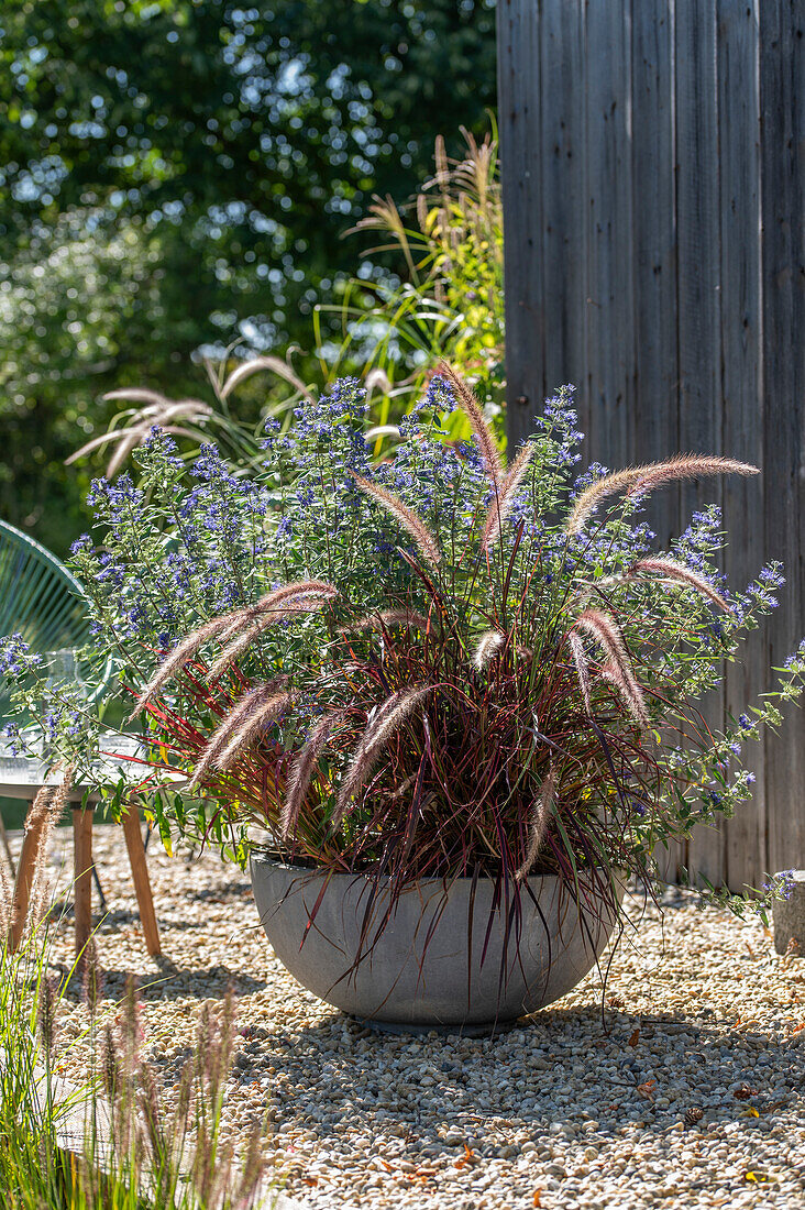 Gravel terrace with red feather bristle grass 'Rubrum' and bearded flower (Caryopteris) in a pot