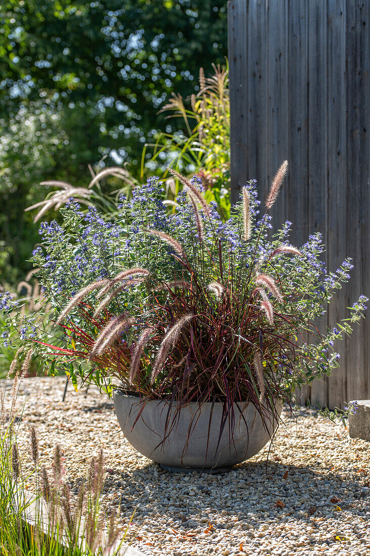 Kiesterrasse mit rotem Federborstengras 'Rubrum' und Bartblume (Caryopteris) im Topf