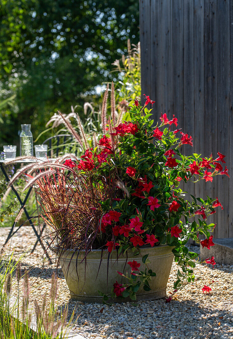 Diplandenia (Mandevilla), red feather bristle grass 'Rubrum' and Japanese blood grass 'Red Baron' in zinc tub on gravel terrace with dog