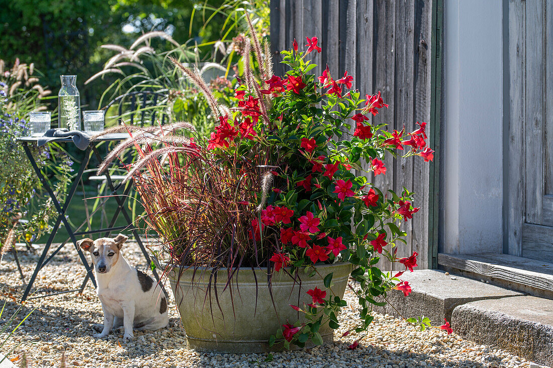 Diplandenia (Mandevilla), red feather bristle grass 'Rubrum' and Japanese blood grass 'Red Baron' in zinc tub on gravel terrace with dog