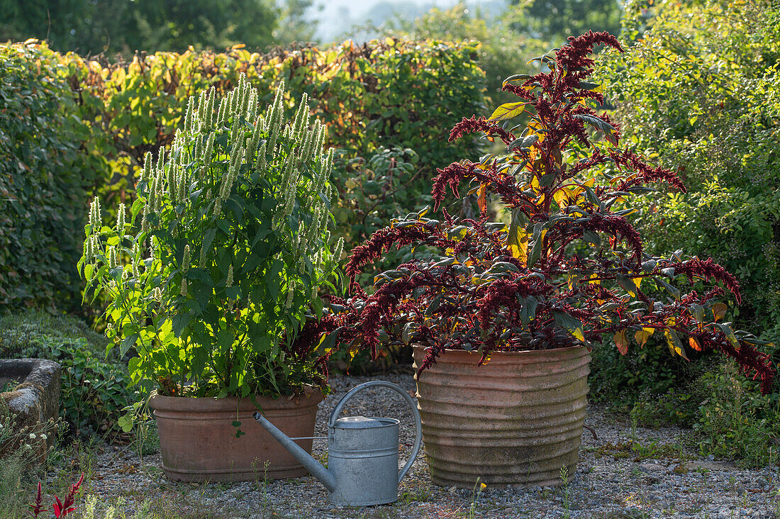 Amarant (Amaranthus) und Duftnessel (Agastache foeniculum) im Topf auf Kiesterrasse