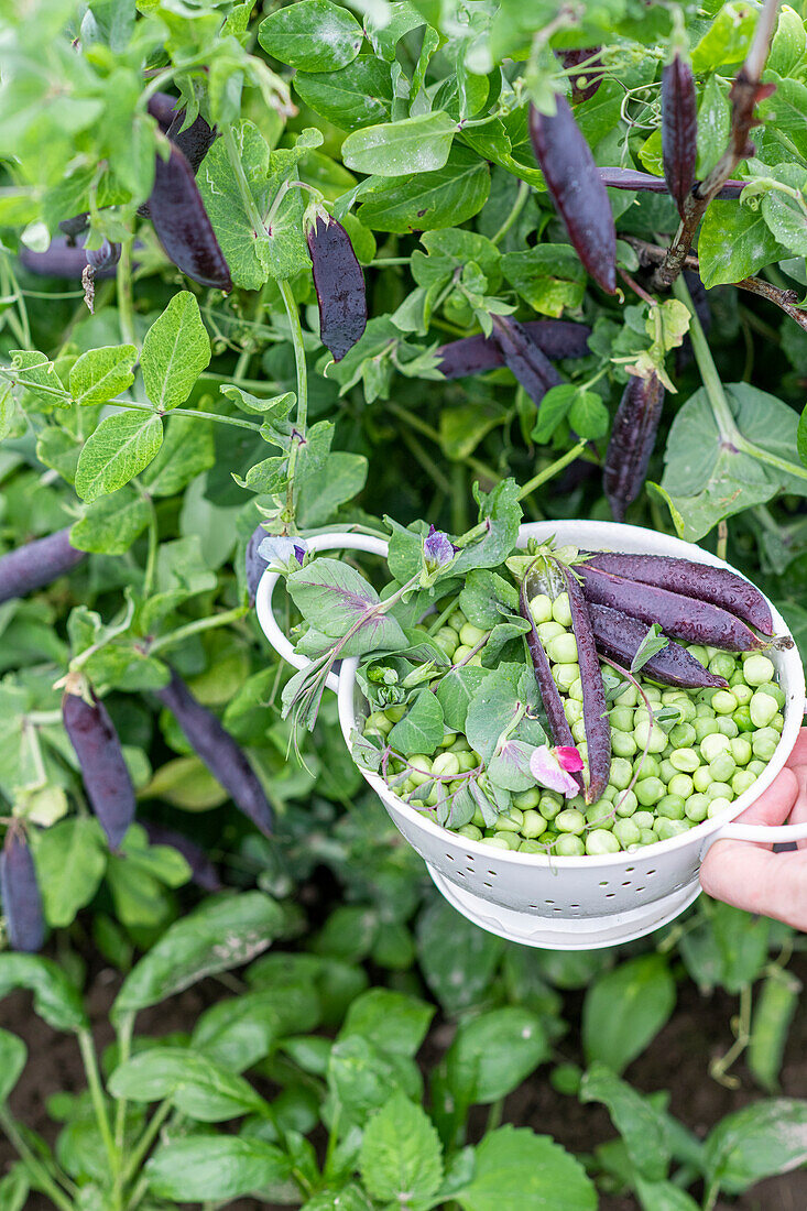 Green and purple pea pods, freshly split