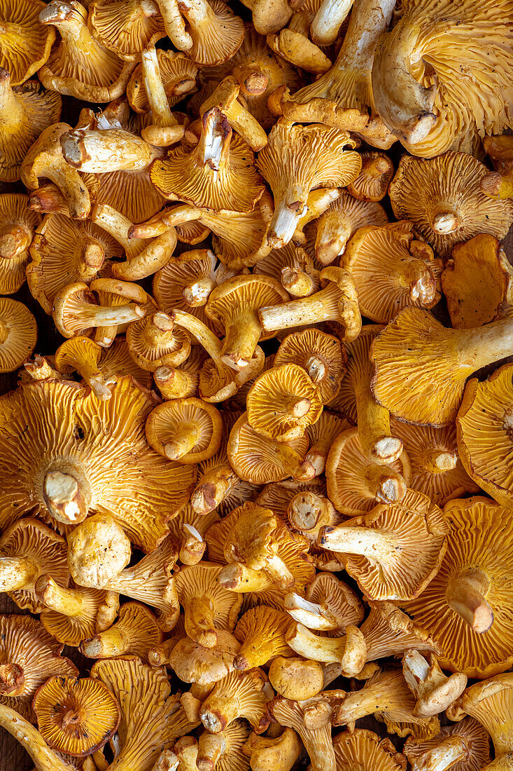 Fresh chanterelles (full picture, close-up)