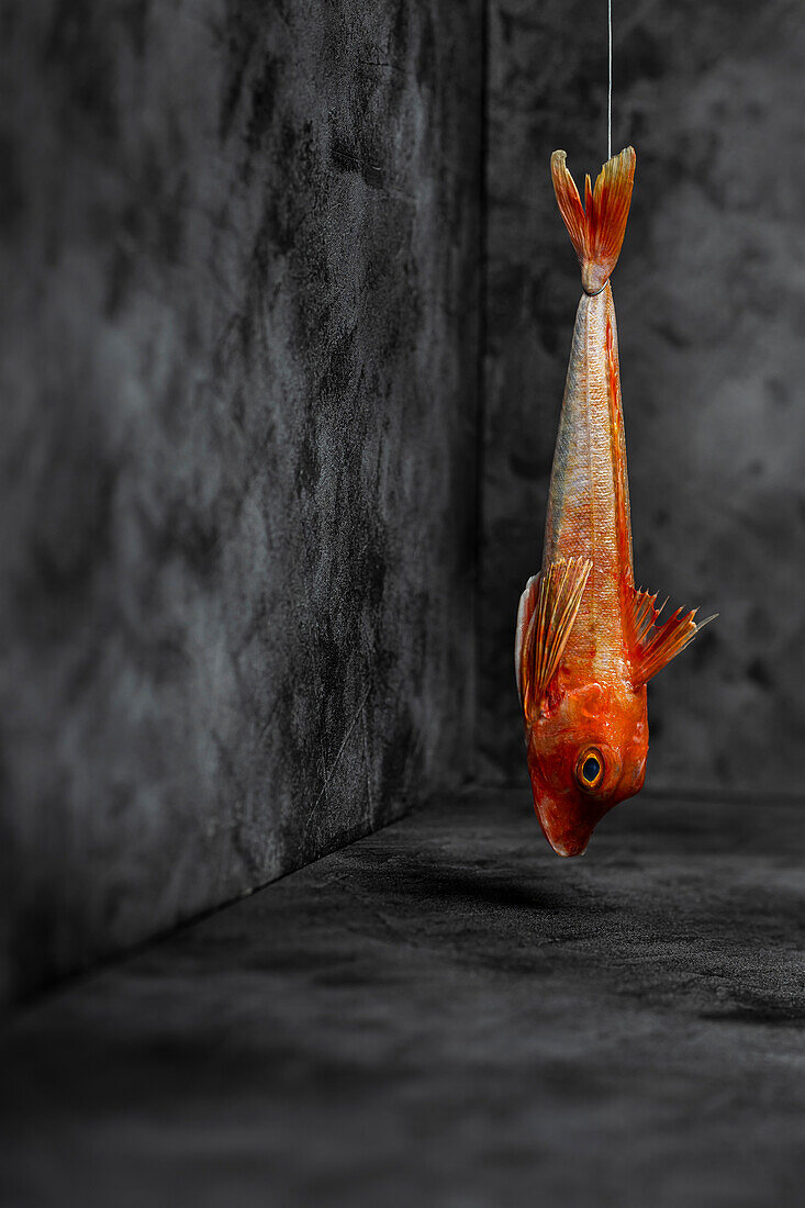 Gurnard hangs in front of a marbled wall