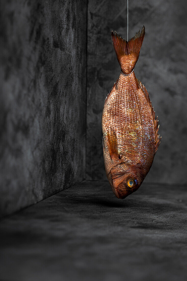 Common sea bream hanging in front of a marbled wall