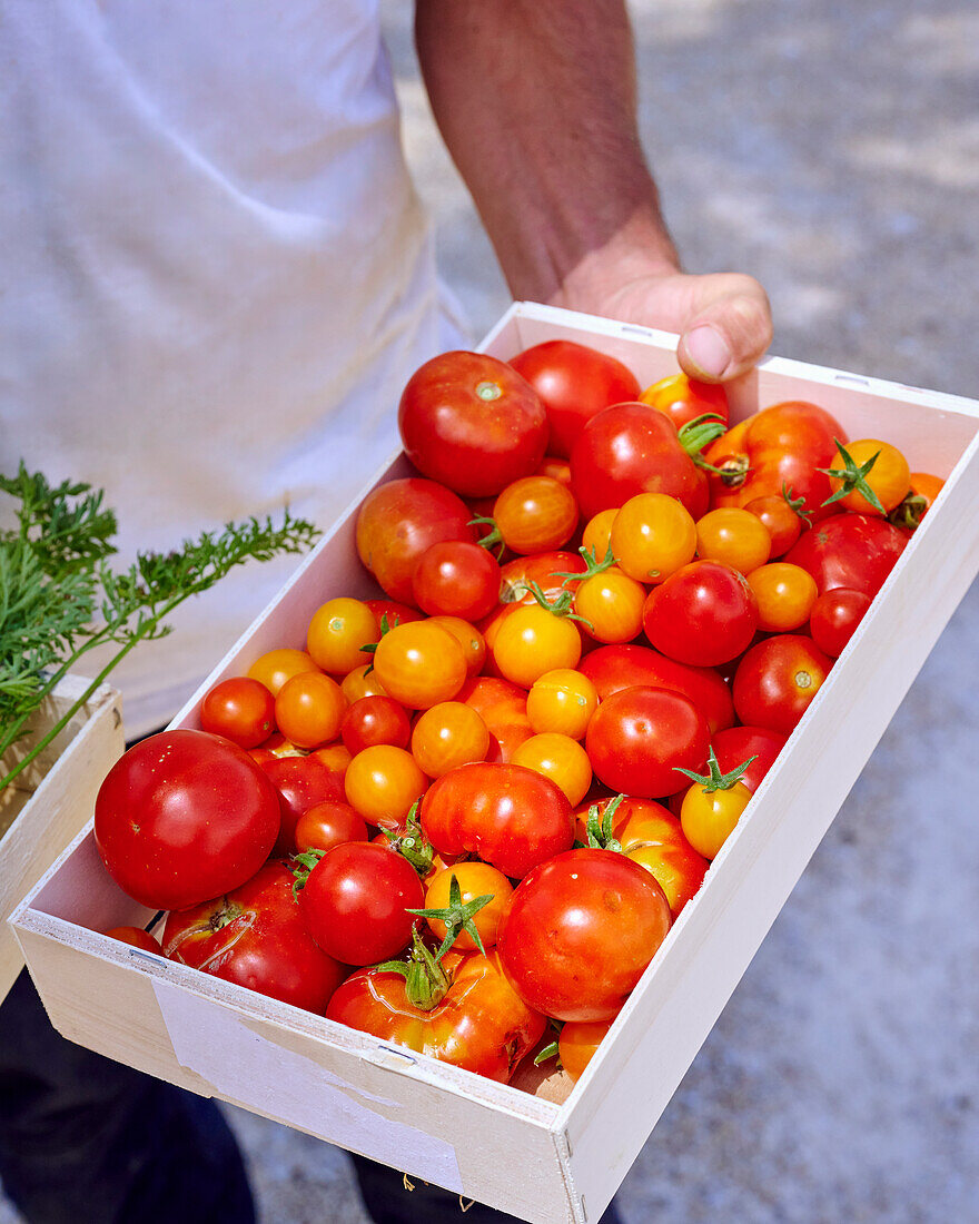 Freshly harvested tomatoes in a wooden crate