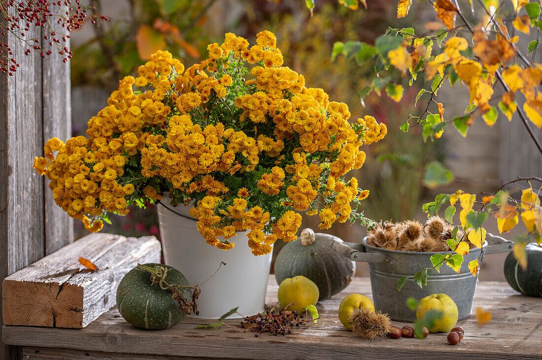 Arrangement aus Herbstchrysantheme (Chrysanthemum indicum) im Topf mit Kürbis, Maronen, Quitte und Haselnüssen