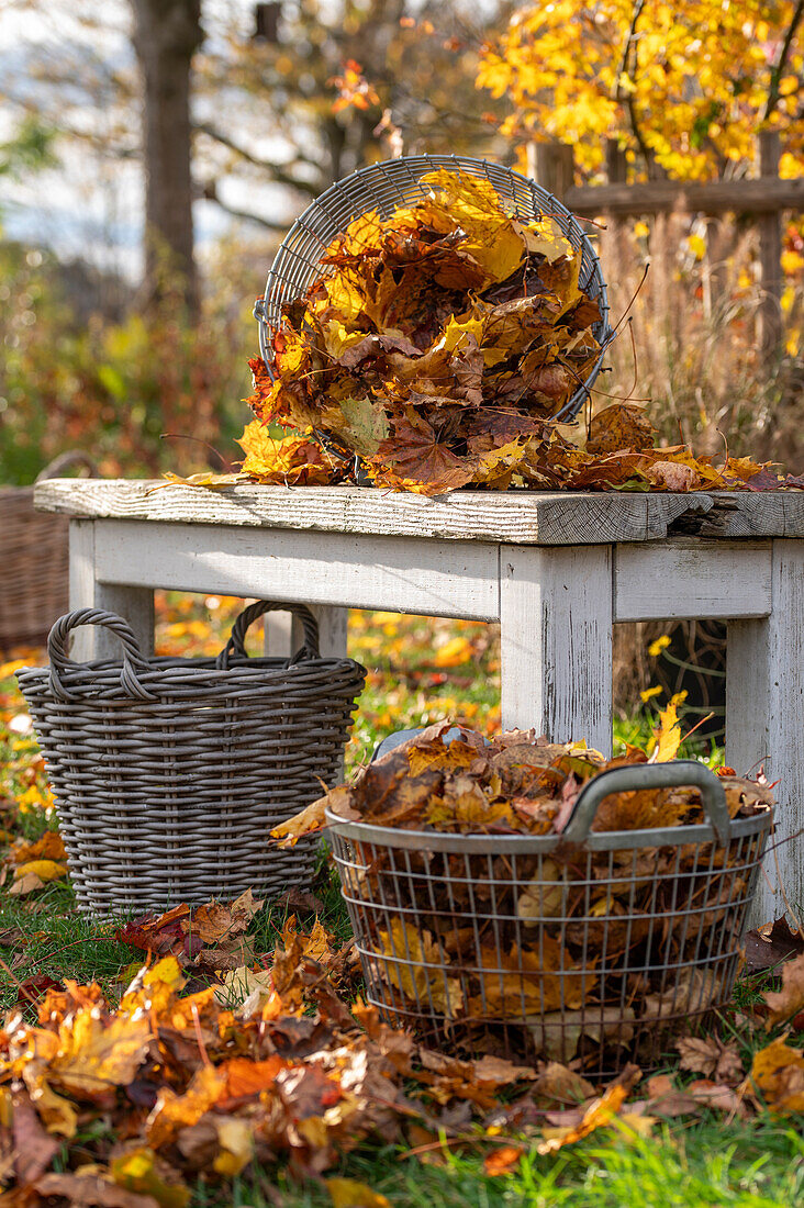 Gartenarbeit, Laub rechen, im Korb sammeln und vom Rasen entfernen