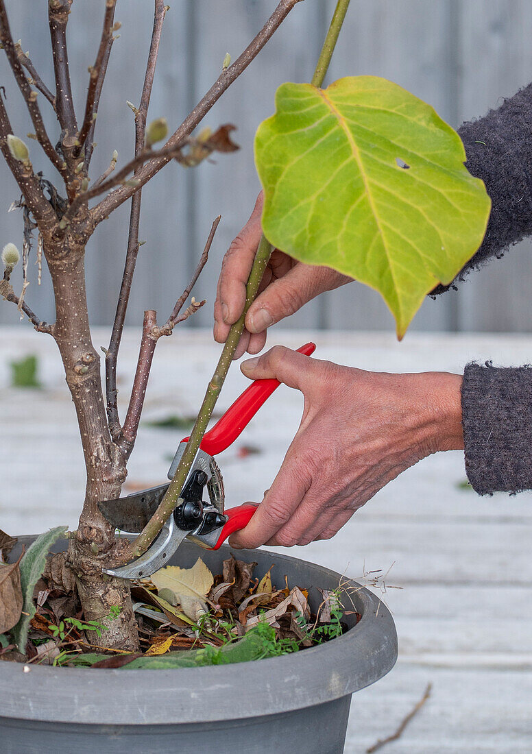 Magnolia (Magnolia) 'Satisfaction' in pot with overgrown rootstock, remove wildling