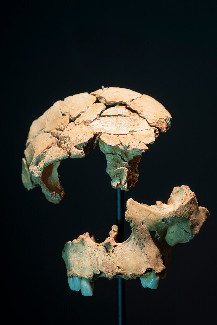 Prehistoric human skull fragments