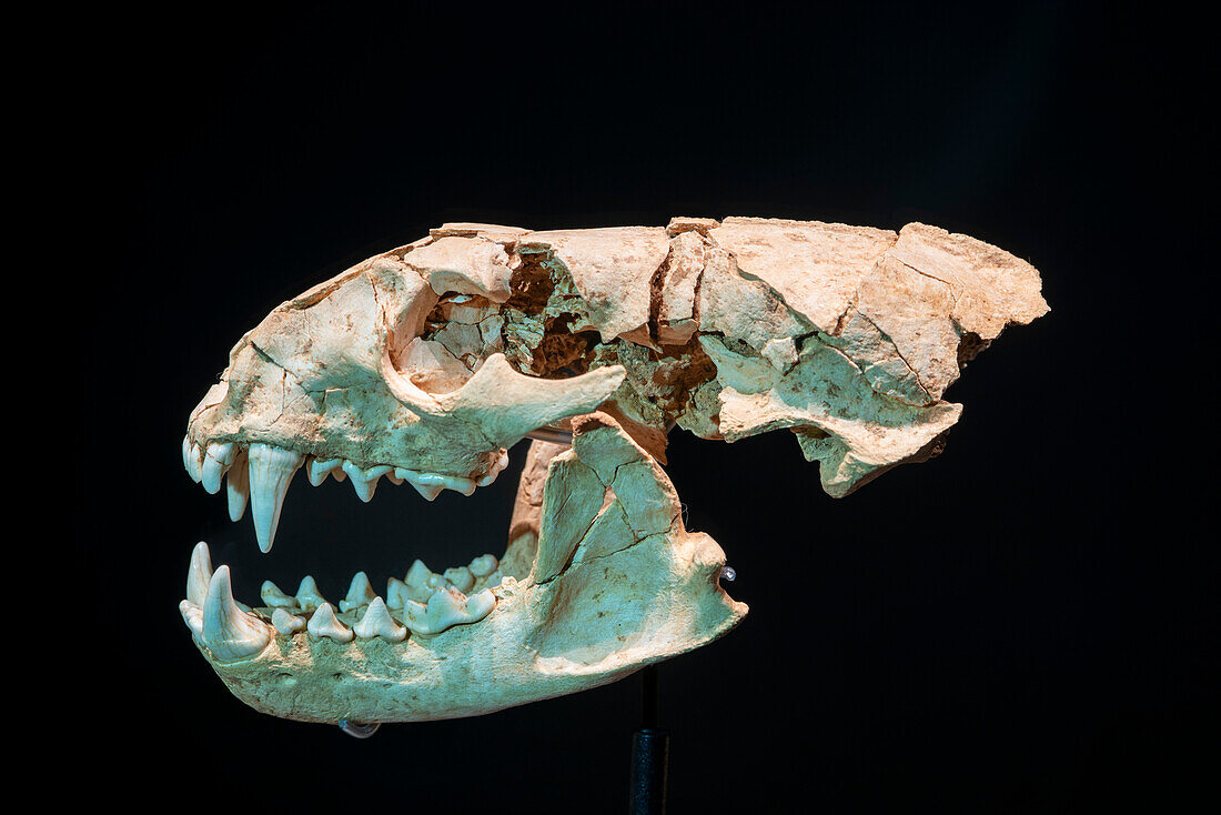 Prehistoric mustelid mammal skull