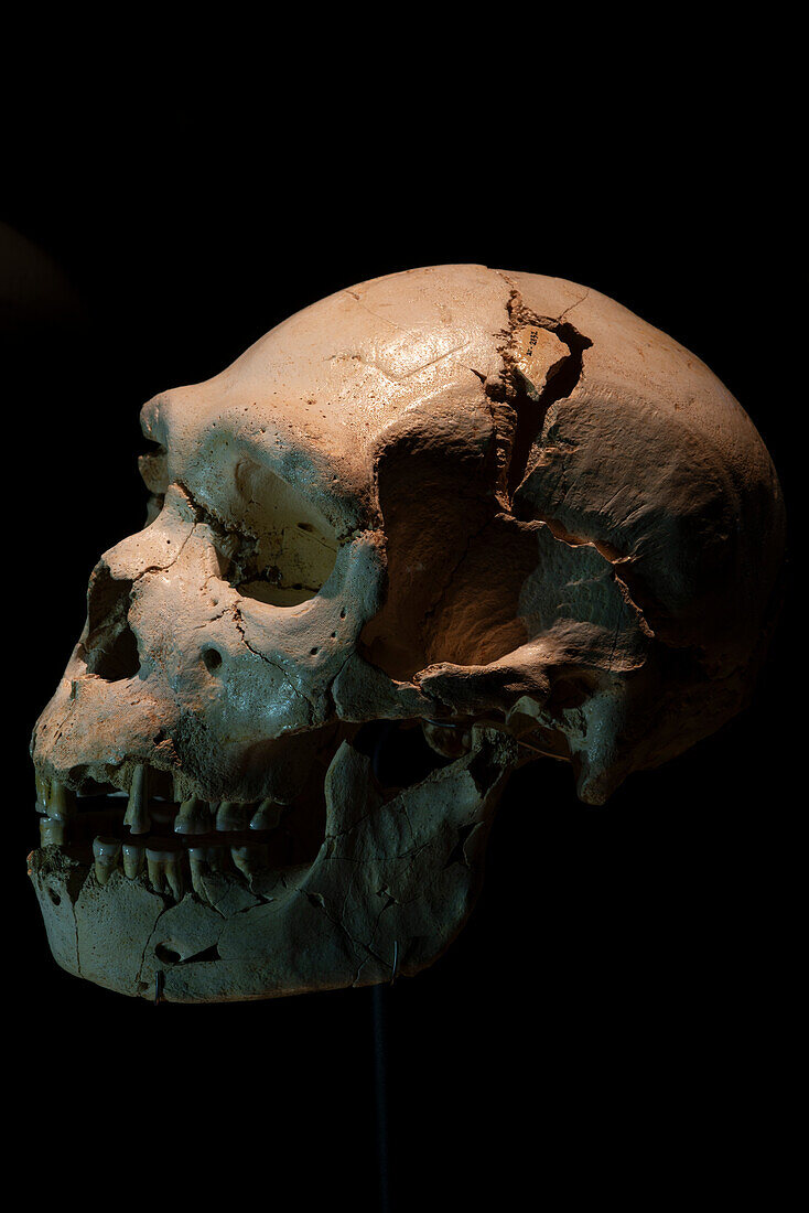 Prehistoric human skull