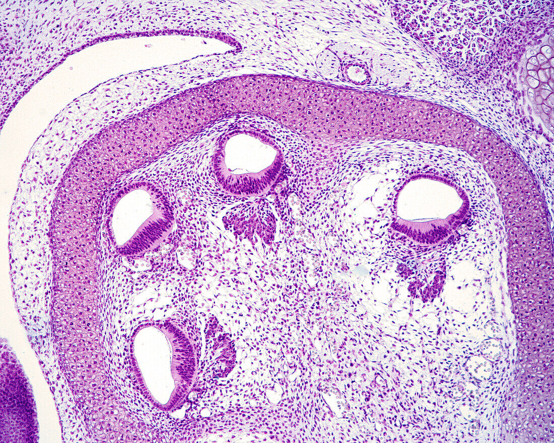 Developing cochlea, light micrograph