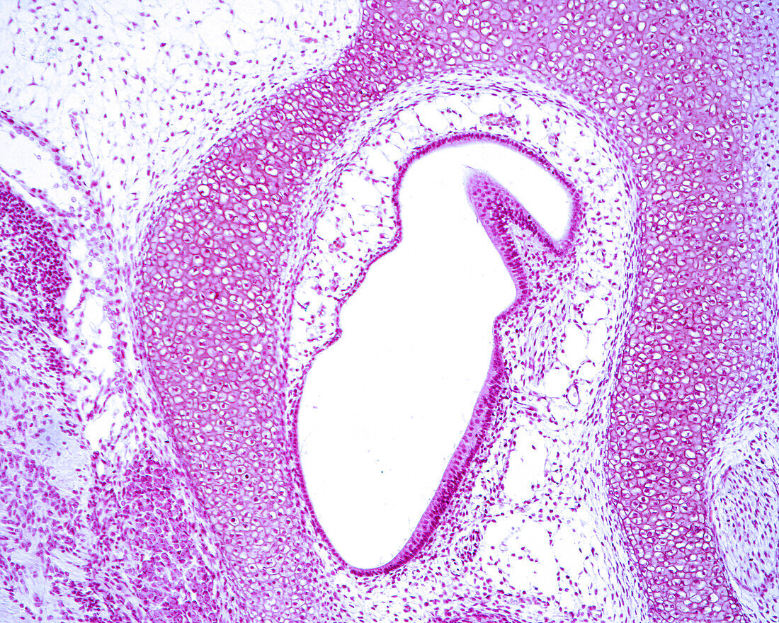 Developing inner ear, light micrograph