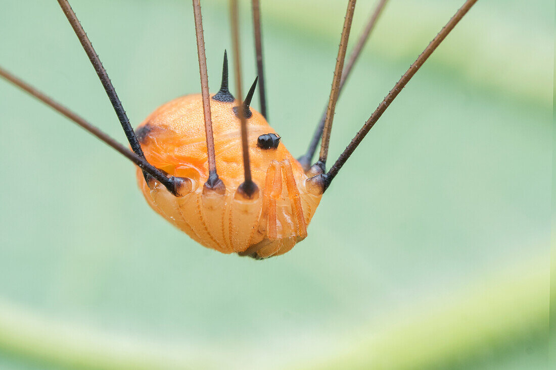 Harvestman arachnid