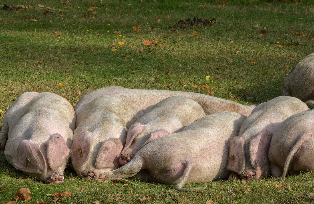 Gloucestershire old spot pigs